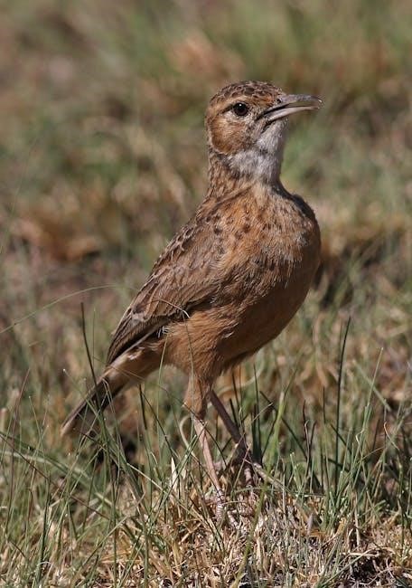 birds of illinois field guide